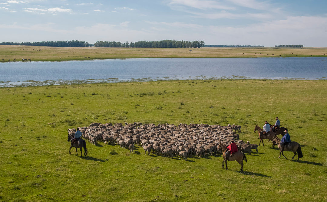 Mulesing-free merino wool - full traceability to know for sure