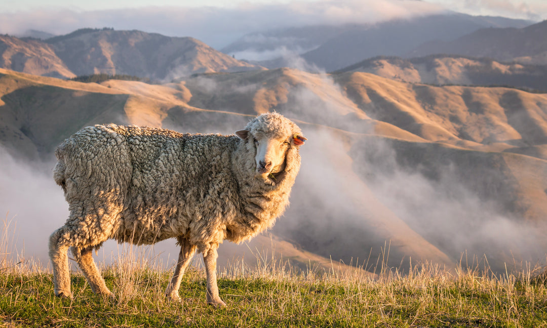 Merino T - here the product brief for next week's news!